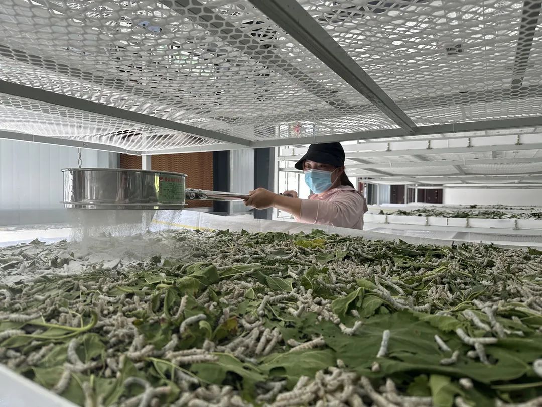 澳門最精準正最精準龍門蠶，揭秘一個神秘的世界，澳門神秘之門，揭秘精準龍門蠶的世界
