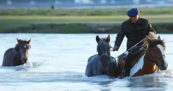 今晚澳門特馬開什么今晚四不像，澳門特馬今晚開獎結果及四不像分析