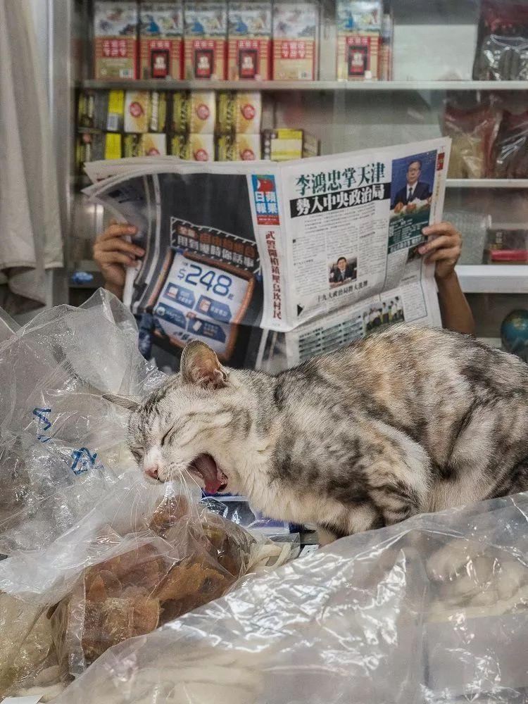 香港馬資料更新最前沿，香港馬匹資料最新更新
