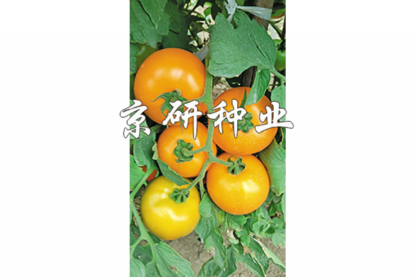 香港六消中特期期誰(shuí)，香港六消中特期期誰(shuí)揭曉？