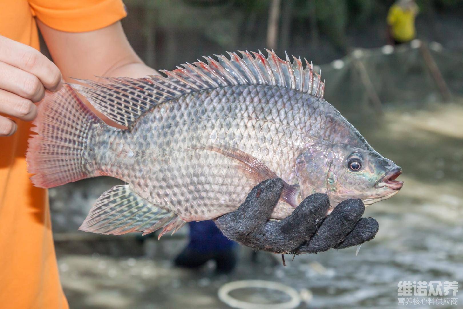 澳門特馬今晚開獎(jiǎng)結(jié)果與非洲鯽魚的觀賞魚共養(yǎng)可行性探討，澳門特馬今晚開獎(jiǎng)結(jié)果與觀賞魚共養(yǎng)可行性探討，非洲鯽魚參與共養(yǎng)的可能性分析