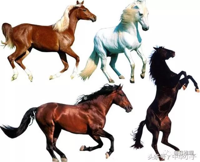 香港內(nèi)部馬料正版資料的深度解析，香港馬料正版資料深度解析
