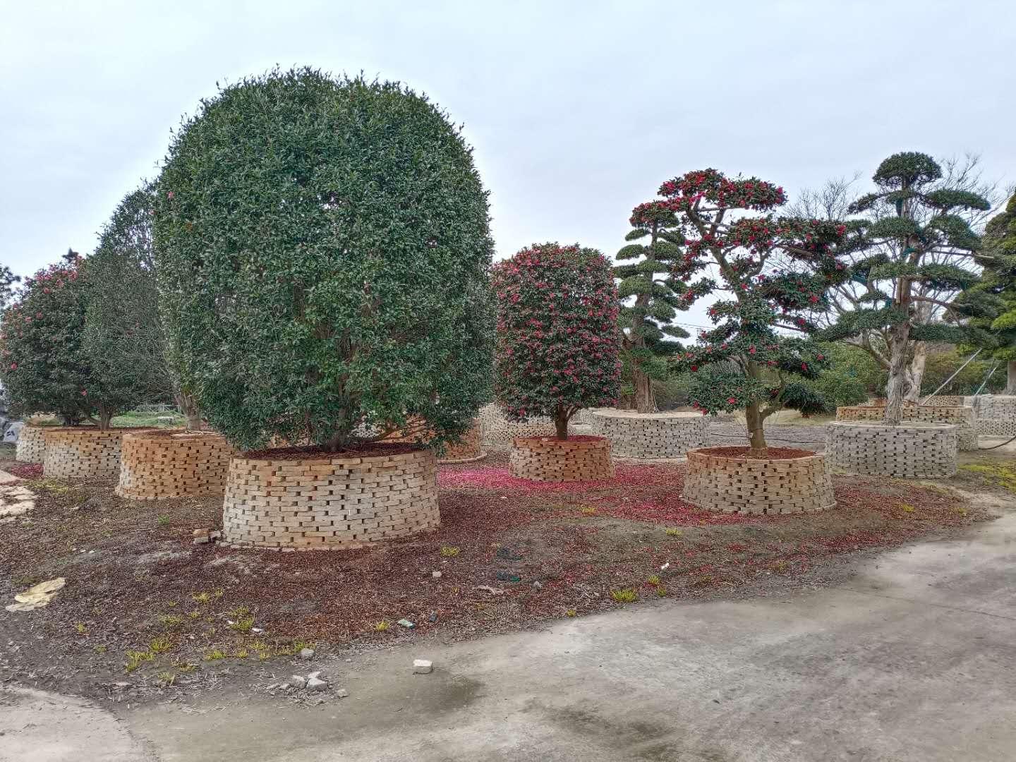 重溫歷史，揭秘2004澳門天天開好彩大全，重溫歷史，揭秘澳門天天開好彩大全（2004年）
